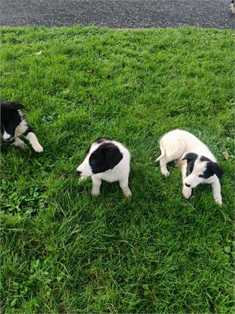 Cattle & Sheepdog pups