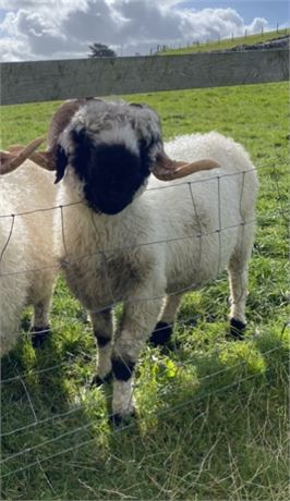 Valais Blacknose Shearling Ram