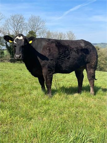 Limousin X in calf heifer