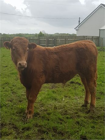 Limousin bull year old