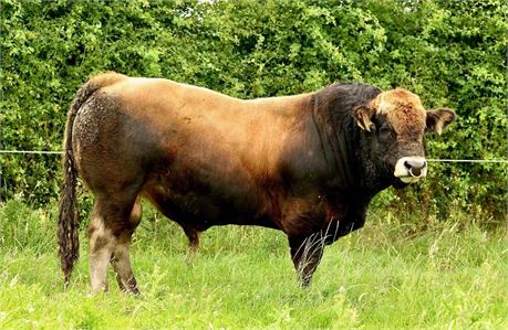 Purebred Aubrac Bull