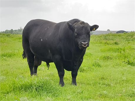 Aberdeen Angus Bull