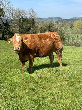 Limousin X Simmental in calf heifer